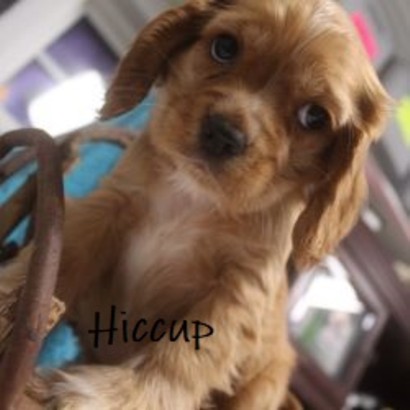 puppy, for, sale, Cocker Spaniel, Joe & Cherri  Overlease, dog, breeder, Miller, MO, dog-breeder, puppy-for-sale, forsale, nearby, find, puppyfind, locator, puppylocator, aca